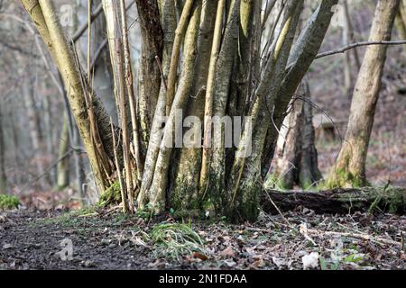 Reife, gehackte Hazel Tree (Corylus avellana), Teesdale, County Durham, Großbritannien Stockfoto