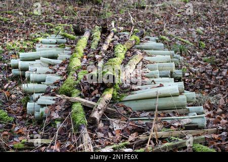 Gebrauchte Baumschutzgitter aus Kunststoff in einem Waldgebiet, Großbritannien Stockfoto