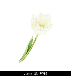 Die weiße Tulpe ist in Aquarell mit isolierten Blättern auf weißem Hintergrund lackiert. Stockfoto