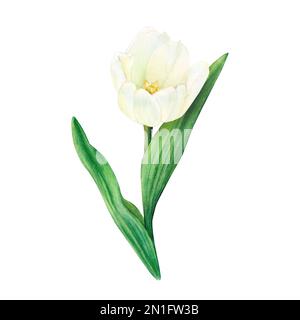 Die weiße Tulpe ist in Aquarell mit isolierten Blättern auf weißem Hintergrund lackiert. Stockfoto