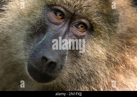 Porträt eines Olivenpavian (Papio anubis), Lake Manyara National Park, Tansania, Ostafrika, Afrika Stockfoto