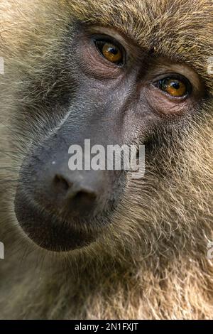 Porträt eines Olivenpavian (Papio anubis), Lake Manyara National Park, Tansania, Ostafrika, Afrika Stockfoto