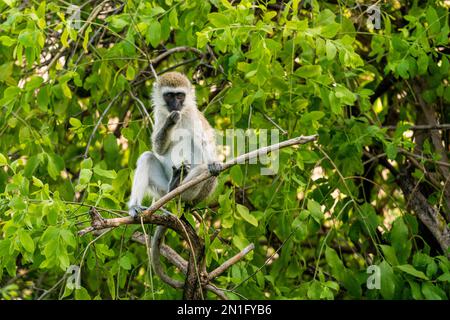 Vervet Affe (Chlorocebus pygerythrus), Lake Manyara Nationalpark, Tansania, Ostafrika, Afrika Stockfoto