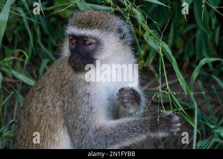 Vervet Affe (Chlorocebus pygerythrus), Lake Manyara Nationalpark, Tansania, Ostafrika, Afrika Stockfoto