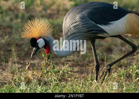 Graukranich (Balearica regulorum), Lake Manyara Nationalpark, Tansania, Ostafrika, Afrika Stockfoto