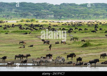 Beweidung von blauem Gnus (Connochaetes taurinus) und gemeinem Zebras (Equus quagga), Ndutu-Schutzgebiet, Serengeti, Tansania, Ostafrika, Afrika Stockfoto