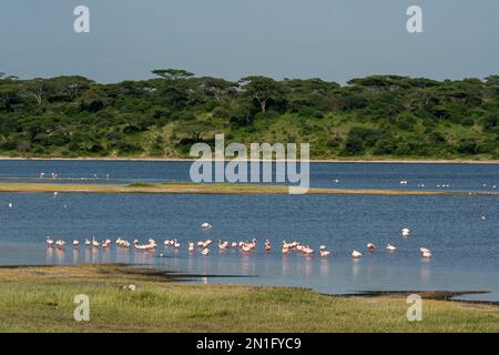Fütterung von Flamingos (Phoenicopterus roseus) am Ndutu-See, Ndutu-Schutzgebiet, Serengeti, Tansania, Ostafrika, Afrika Stockfoto