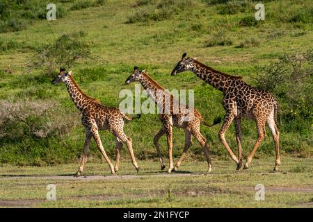 Masai-Giraffen (Giraffa camelopardalis tippelskirchi), Ndutu-Schutzgebiet, Serengeti, Tansania, Ostafrika, Afrika Stockfoto