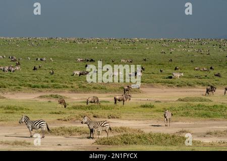 Blauer Gnus (Connochaetes taurinus) und gemeiner Zebras (Equus quagga) Grazin, Ndutu-Schutzgebiet, Serengeti, Tansania, Ostafrika, Afrika Stockfoto
