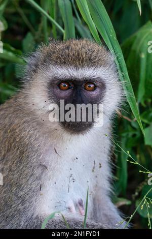 Vervet Monkey (Chlorocebus pygerythrus) Portrait, Lake Manyara National Park, Tansania, Ostafrika, Afrika Stockfoto