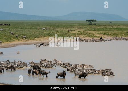 Blauer Gnus (Connochaetes taurinus) und gemeiner Zebras (Equus quagga), der am Wasserloch trinkt, Serengeti, Tansania, Ostafrika, Afrika Stockfoto