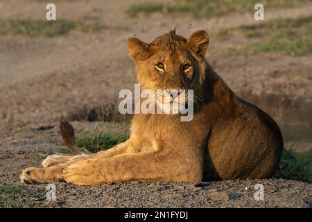 Lion (Panthera leo), Ndutu Conservation Area, Serengeti, Tansania, Ostafrika, Afrika Stockfoto