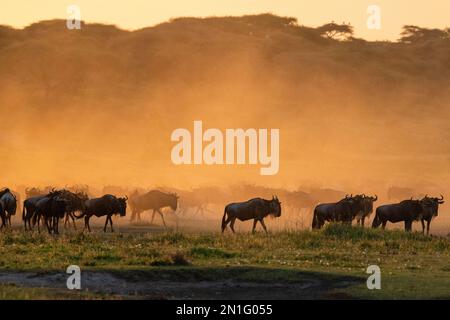 Blauer Gnus (Connochaetes taurinus) in einer Staubwolke bei Sonnenuntergang, Ndutu Conservation Area, Serengeti, Tansania, Ostafrika, Afrika Stockfoto