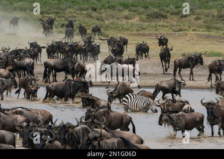 Blauer Gnus (Connochaetes taurinus) und gemeiner Zebras (Equus quagga), der an einem Wasserloch trinkt, Serengeti, Tansania, Ostafrika, Afrika Stockfoto