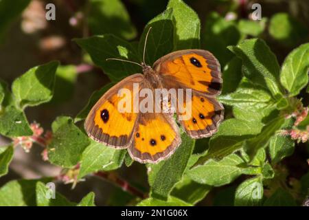 Pyronia bathseba, spanische Gatekeeper-Schmetterling Stockfoto