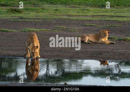 Löwe und Löwe (Panthera leo) an einem Wasserloch, Ndutu Conservation Area, Serengeti, Tansania, Ostafrika, Afrika Stockfoto