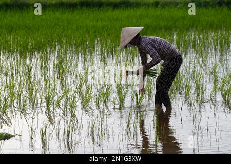 Silhouette einer asiatischen Frau, die Reiskeime auf einem Reisfeld anpflanzt, Landwirtschaft, Hoi an, Vietnam, Indochina, Südostasien, Asien Stockfoto