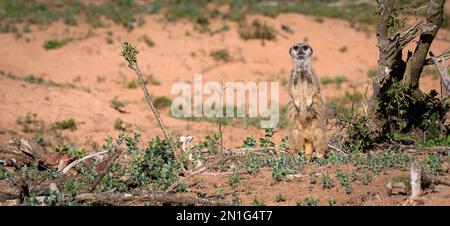 Alarmieren Sie Meerkat in seiner natürlichen Umgebung Stockfoto