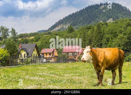 Kuh in der Landschaft der Karpaten in Cerveny Klastor, Slowakei Stockfoto