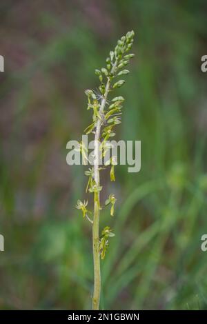 Wilde Orchidee auf einer Wiese, Frankreich. Stockfoto