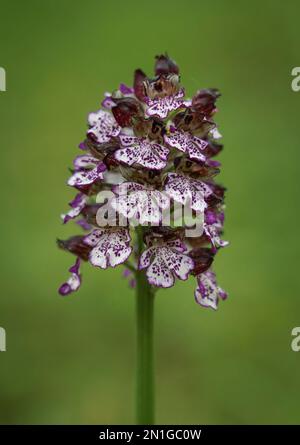 Lady Orchid, Orchis purpurea, wilde Orchidee, Bordeaux Region, Frankreich. Stockfoto