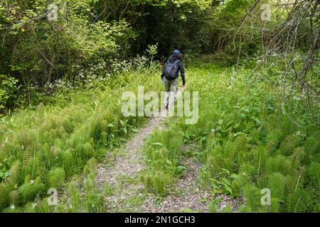 Wanderinnen gehen mit Common Horsetail, Equisetum Arvense, durch einen Pfad in einem Wald in Südfrankreich, Europa Stockfoto