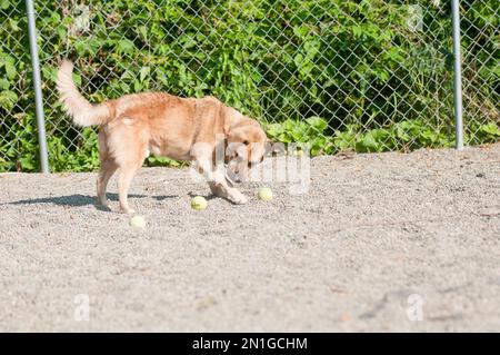 Beherbergt einen Hund, der mit Tennisbällen spielt Stockfoto