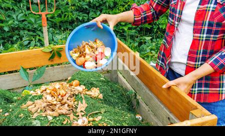 Ein Gärtner bereitet Kompost aus organischen Lebensmittelabfällen in einem selbstgemachten Holzkompost zu. Herstellung von Kompost aus organischen Abfällen für den ökologischen Landbau und Stockfoto