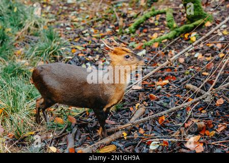 Die kleinste Hirschart der Welt. Porträt im Querformat eines Pudu, des kleinsten Hirsches der Welt. Südpudu mit kleinen Hörnern Stockfoto