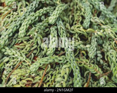 Vollgerahmtes Foto von Sedum morganianum, Eselschwanz oder Eselschwanz. Uber die grüne Laubbildung der saftigen mehrjährigen Pflanze. Stockfoto