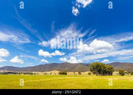 Landschaft im Sommer rund um den Kiewa River an der Keegans Bridge und Streamside Reserve im Ovens Valley in der Nähe des Mt Beauty in Victoria, Australien. Stockfoto