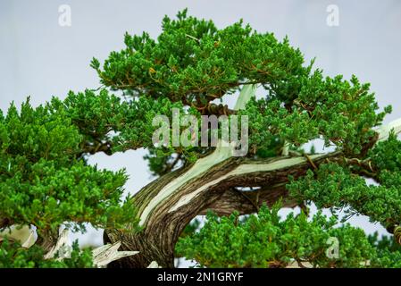 Nahaufnahme eines anmutigen Podocarpus-Baumes Stockfoto