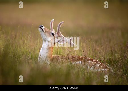 Ein brachliegender Hirsch kippt seinen Kopf zurück, während er sich in langem, wildem Gras entspannt. Stockfoto