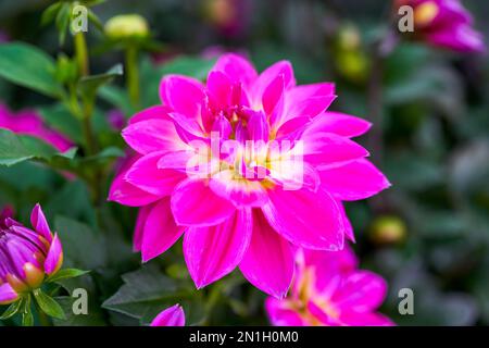 Schöne, blühende Magenta-Dahlia-Nahaufnahme Stockfoto