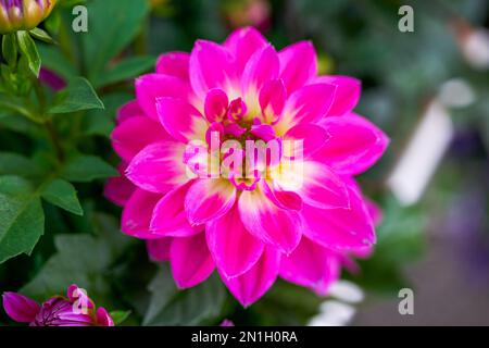 Schöne, blühende Magenta-Dahlia-Nahaufnahme Stockfoto