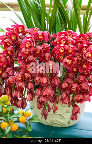 Wunderschöne blühende, rote Cymbidium-Nahaufnahme Stockfoto