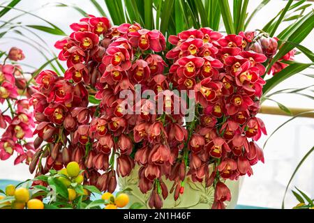 Wunderschöne blühende, rote Cymbidium-Nahaufnahme Stockfoto