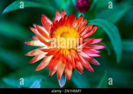 Nahaufnahme von blühenden roten Chrysanthemen im Garten Stockfoto