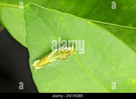 Nahaufnahme der gewöhnlichen mormonen Raupe auf einem grünen Blatt. Stockfoto