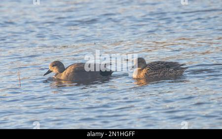 Ein Paar Gadwall-Enten (Anas strepera) Stockfoto