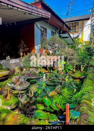 Mueang, Chiang Mai, Thailand, Panoramaaussicht Außen, Vorderseite, Detail, Monk's Garden, in Phra Singh (vollständiger Name: Wat Phra Singh Woramahaviharn; Thai: วัดพระสิงห์วรมหาวิหาร; RTGS: Wat Phra Sing Wora Maha Wihan; (Aussprache); Nordthailändisch: LN-Wat Phrasing Woravihar.png) ist ein buddhistischer Tempel (thailändische Sprache: Wat, Nord-Thailand) in Chiang Mai. König Ananda Mahidol (Rama VIII), verlieh ihm den Status eines königlichen Tempels der ersten Klasse im Jahr 1935. Stockfoto