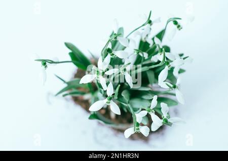 Großer Winkel von Schneeglöckchen in einem Topf auf weißem Hintergrund Stockfoto