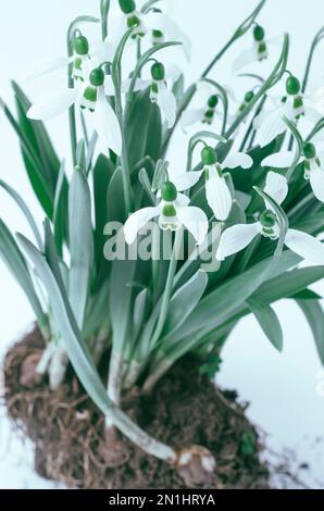 Schneeglöckchen aus nächster Nähe mit Boden und Wurzeln auf weißem Hintergrund Stockfoto