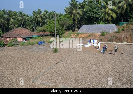 INDIEN, Karnataka, Mudbidri, Betelnuss- oder Areka-Nussplantagen, die nach der Ernte in der Sonne trocknen, Betelnuss ist die Frucht der Areca-Palme, wird als Kaumittel mit Betelpfeffer und anderen Inhaltsstoffen verwendet, Areka enthält Alkaloide, Der Verzehr von Areka hat viele gesundheitsschädliche Auswirkungen und ist für den Menschen krebserregend Stockfoto