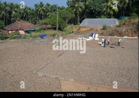 INDIEN, Karnataka, Mudbidri, Betelnuss- oder Areka-Nussplantagen, die nach der Ernte in der Sonne trocknen, Betelnuss ist die Frucht der Areca-Palme, wird als Kaumittel mit Betelpfeffer und anderen Inhaltsstoffen verwendet, Areka enthält Alkaloide, Der Verzehr von Areka hat viele gesundheitsschädliche Auswirkungen und ist für den Menschen krebserregend Stockfoto