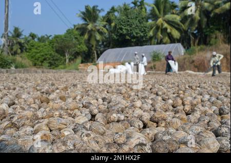 INDIEN, Karnataka, Mudbidri, Betelnuss- oder Areka-Nussplantagen, die nach der Ernte in der Sonne trocknen, Betelnuss ist die Frucht der Areca-Palme, wird als Kaumittel mit Betelpfeffer und anderen Inhaltsstoffen verwendet, Areka enthält Alkaloide, Der Verzehr von Areka hat viele gesundheitsschädliche Auswirkungen und ist für den Menschen krebserregend Stockfoto