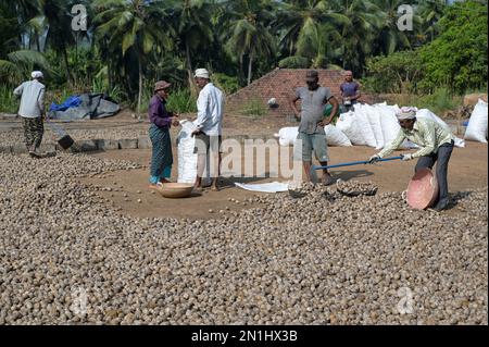 INDIEN, Karnataka, Mudbidri, Betelnuss- oder Areka-Nussplantagen, die nach der Ernte in der Sonne trocknen, Betelnuss ist die Frucht der Areca-Palme, wird als Kaumittel mit Betelpfeffer und anderen Inhaltsstoffen verwendet, Areka enthält Alkaloide, Der Verzehr von Areka hat viele gesundheitsschädliche Auswirkungen und ist für den Menschen krebserregend Stockfoto