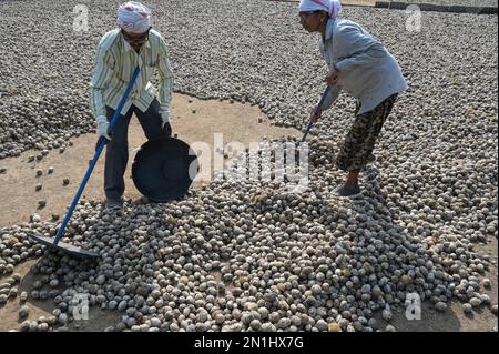 INDIEN, Karnataka, Mudbidri, Betelnuss- oder Areka-Nussplantagen, die nach der Ernte in der Sonne trocknen, Betelnuss ist die Frucht der Areca-Palme, wird als Kaumittel mit Betelpfeffer und anderen Inhaltsstoffen verwendet, Areka enthält Alkaloide, Der Verzehr von Areka hat viele gesundheitsschädliche Auswirkungen und ist für den Menschen krebserregend Stockfoto