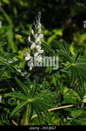 Frisch blühende weiße Lupinenpflanze und Blume - Lupinus albus. Fabaceae-Familie. Oeiras, Portugal. Hülsenfrüchte - Bohnen werden als Aperitif gegessen. Stockfoto