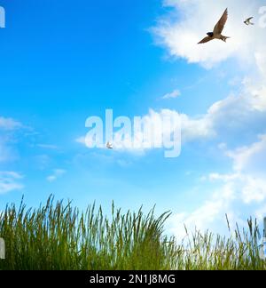 Sonnige Frühlingslandschaft zu Ostern; abstrakter Landschaftshintergrund; grünes Gras und blauer Frühlingshimmel mit Fliegenvögeln Stockfoto